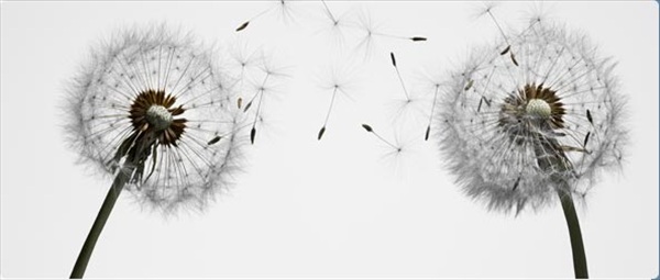 The Fibromyalgia and Migraine Comorbidity